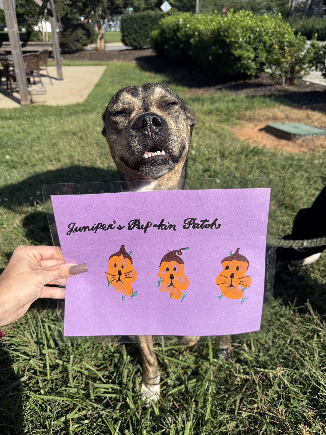 Juniper, Pup of the Week