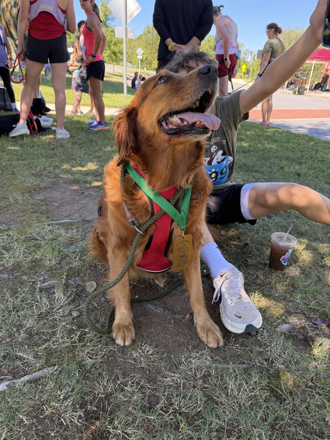 A Paw Tales golden retriever at the Ruff Ruff Run