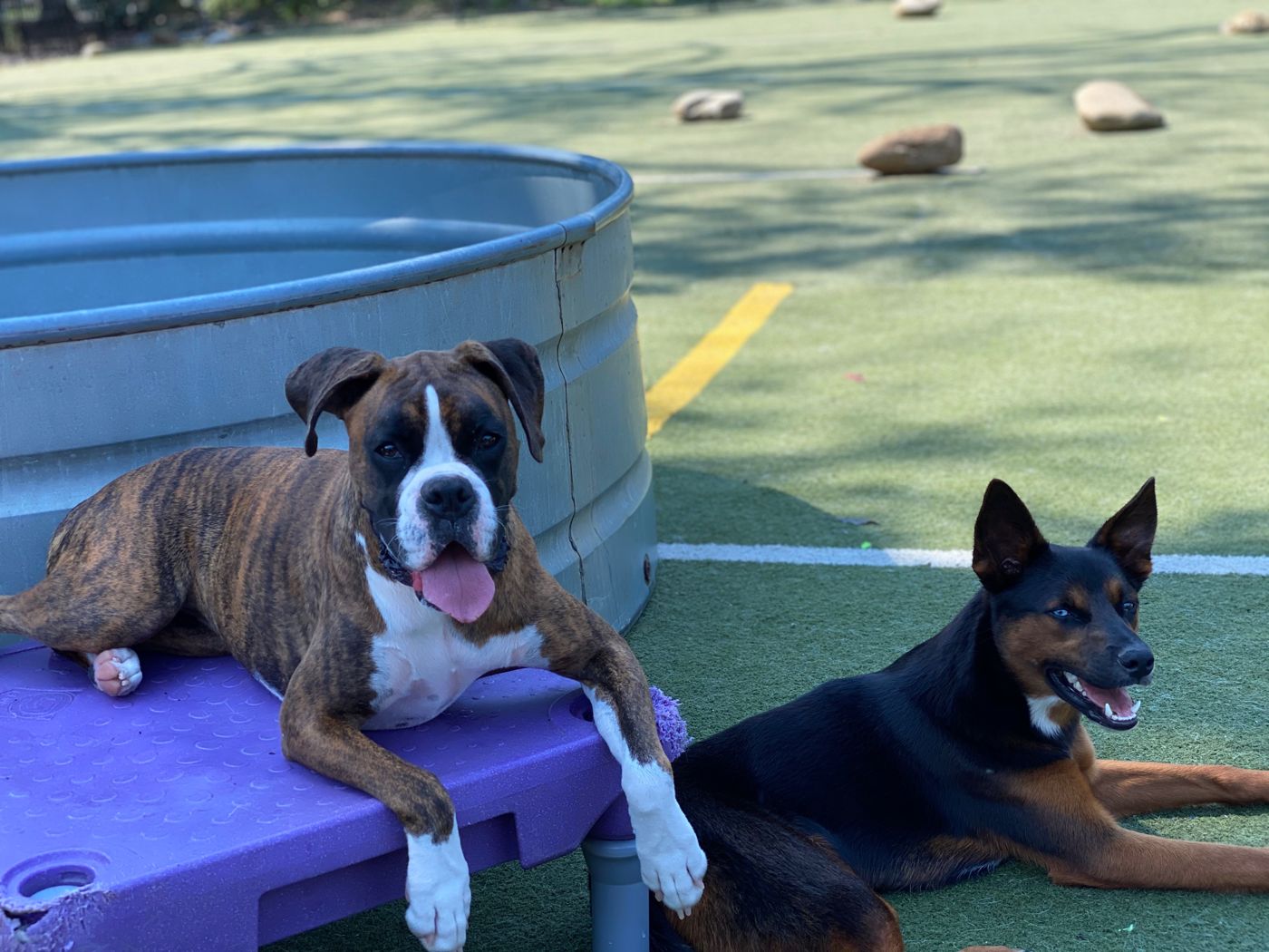 Dogs playing at Paw Tales daycamp