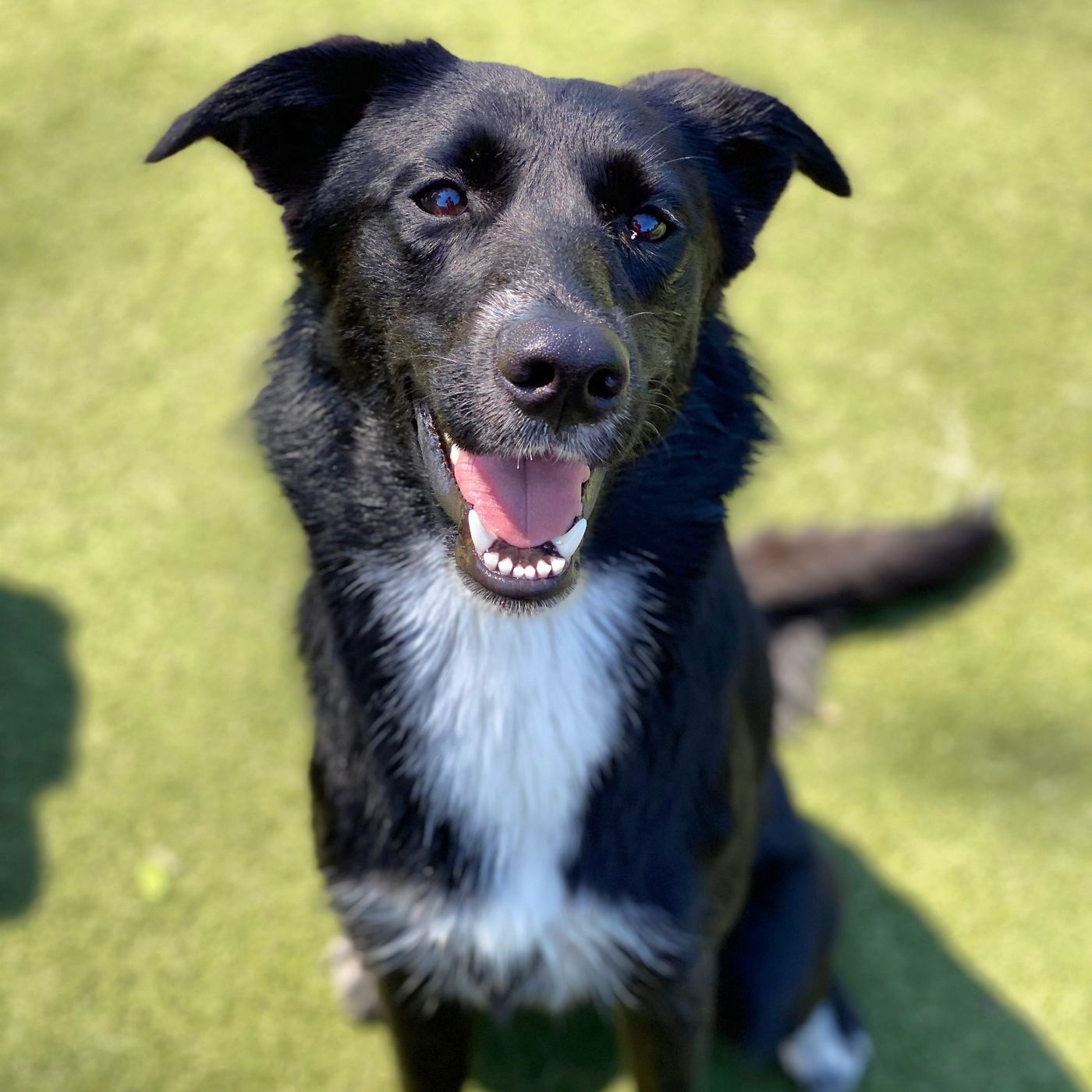 Dogs playing at Paw Tales daycamp