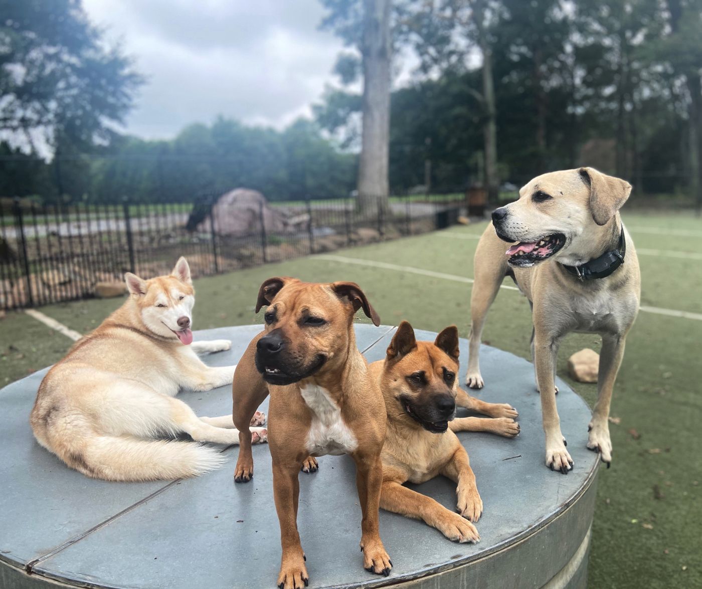 Dogs playing at Paw Tales daycamp