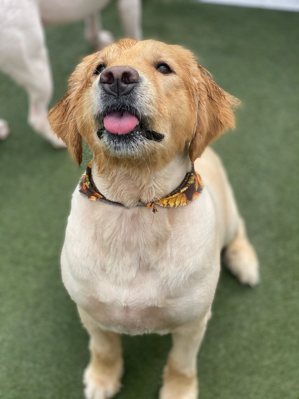 Dogs playing at Paw Tales daycamp