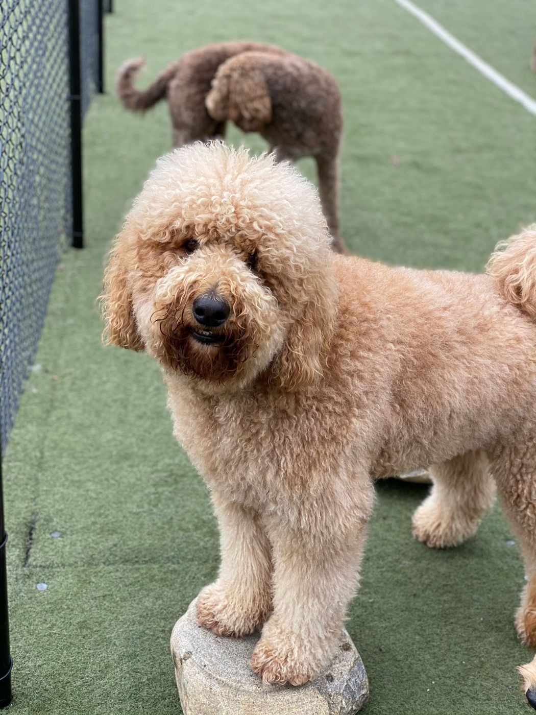 Dogs playing at Paw Tales daycamp