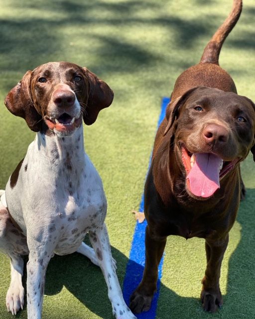 Dogs playing at Paw Tales daycamp