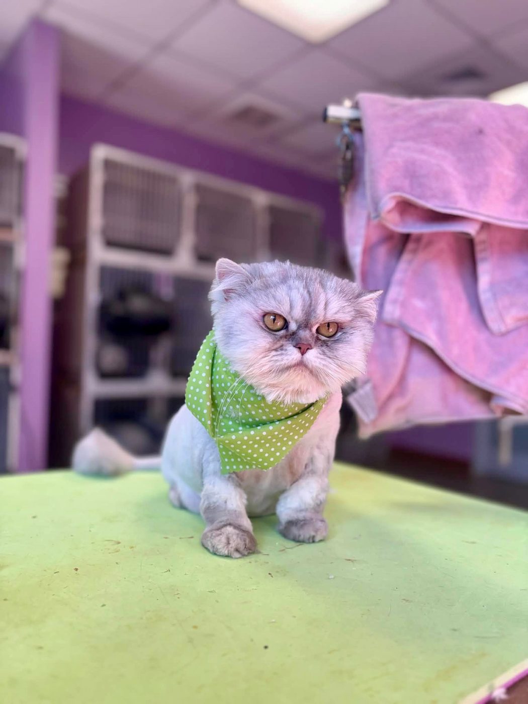 A freshly groomed cat at Paw Tales