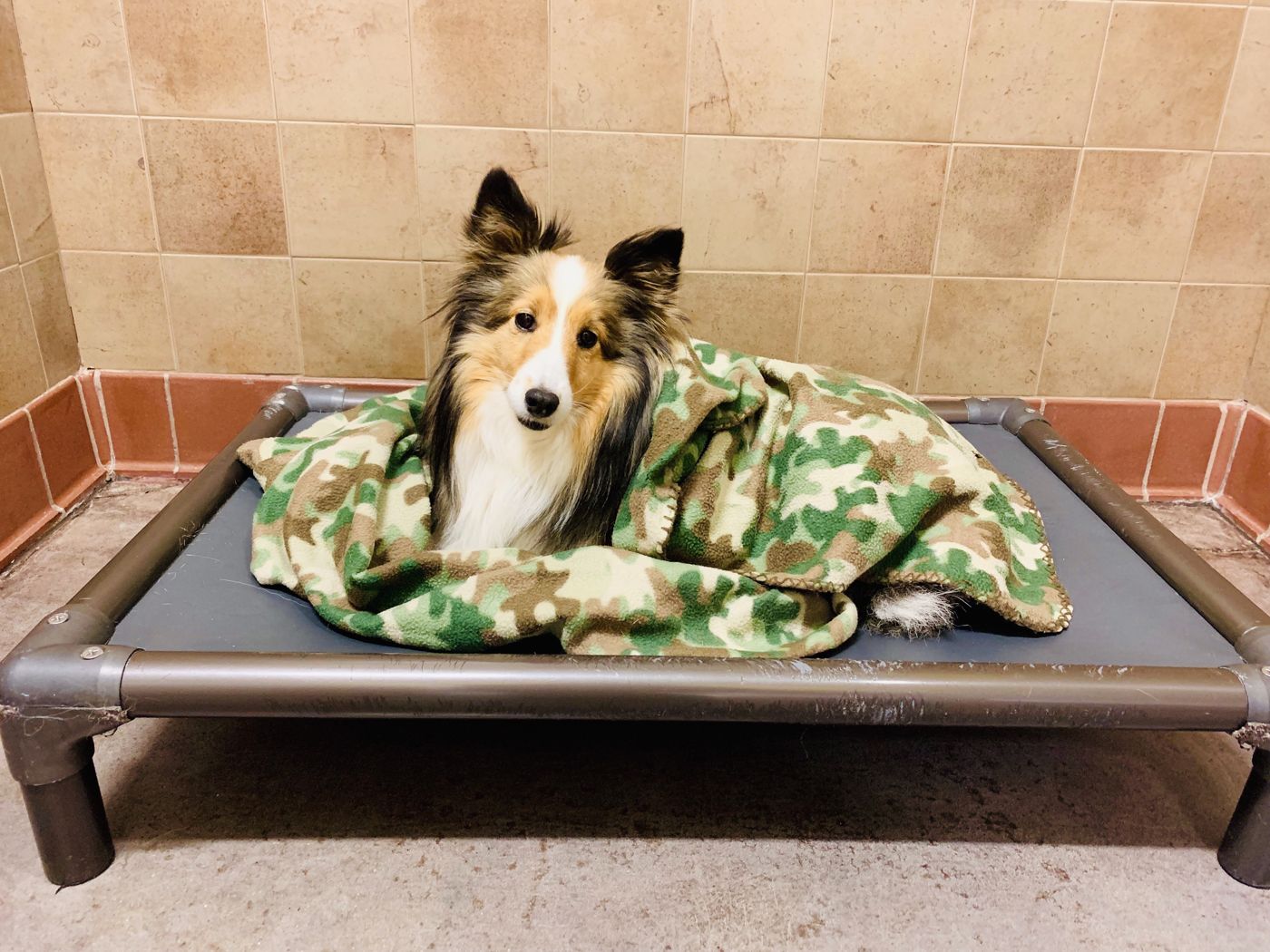 Paw Tales daycamp yard